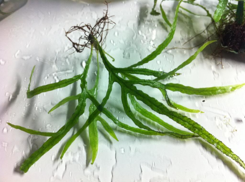 Aquatic plants clearance! For Sale or Trade Aquatic Plant Central